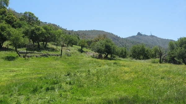 Πωλείται βοσκότοπος στην Μήθυμνα (Μόλυβο) Λέσβου.