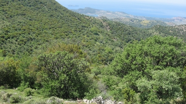 Πωλείται βοσκότοπος στην Μήθυμνα (Μόλυβο) Λέσβου.