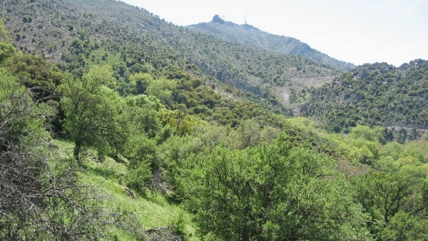 Πωλείται βοσκότοπος στην Μήθυμνα (Μόλυβο) Λέσβου.