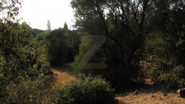 Πωλείται χωράφι στο Λισβόρι Λέσβου.