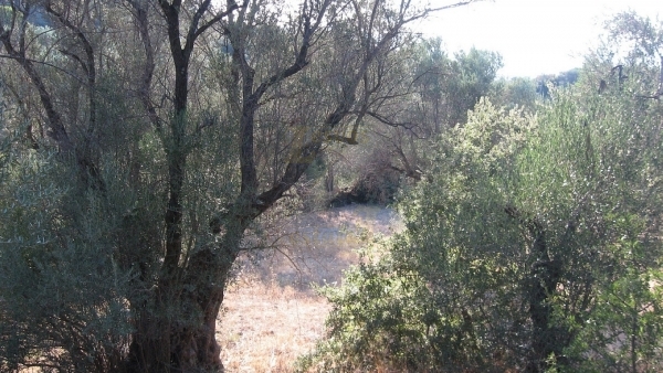 Πωλείται χωράφι στο Λισβόρι Λέσβου.