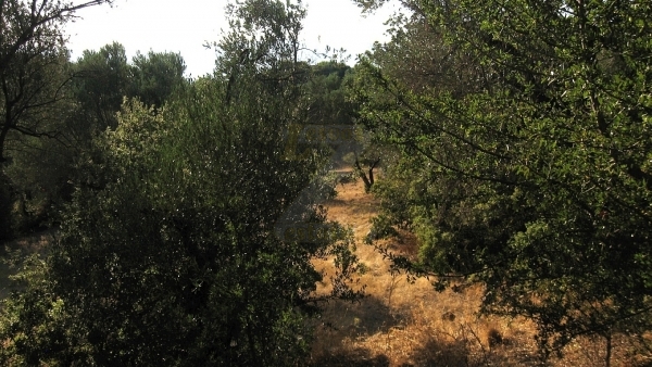 Πωλείται χωράφι στο Λισβόρι Λέσβου.