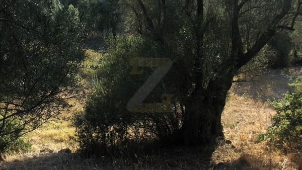 Πωλείται χωράφι στο Λισβόρι Λέσβου.