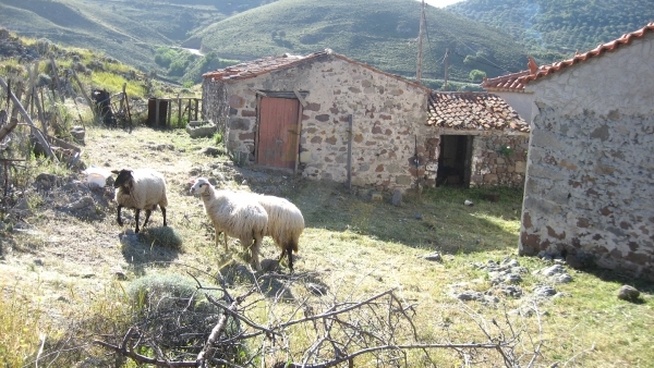Οικόπεδο με μικρή οικία προς πώληση στην Ερεσό Λέσβου.