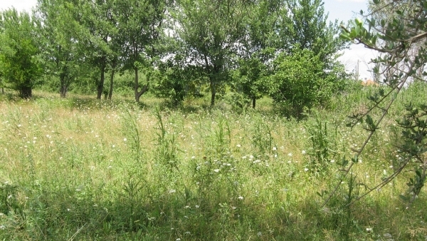Πωλείται οικόπεδο στην Ευρειακή Γέρας Λέσβου. Πωλείται οικόπεδο στην Ευρειακή Γέρας Λέσβου.