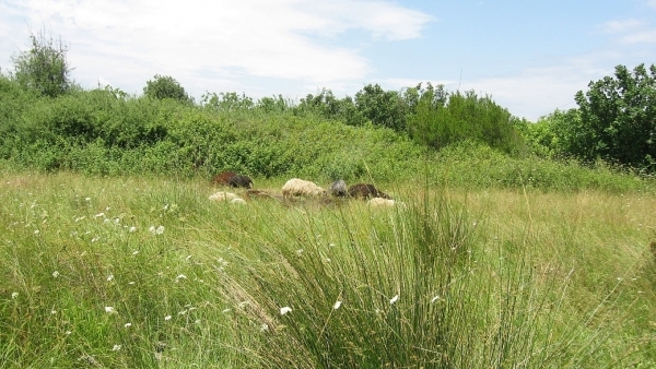Πωλείται οικόπεδο στην Ευρειακή Γέρας Λέσβου. Πωλείται οικόπεδο στην Ευρειακή Γέρας Λέσβου.