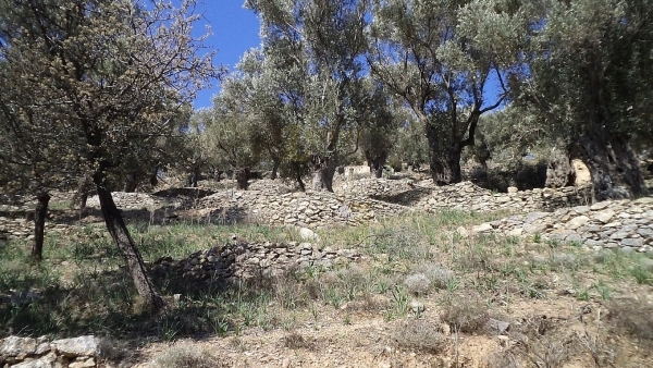 Πωλείται ελαιώνας στον Αύλωνα Λέσβου.