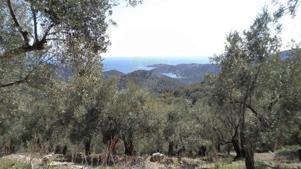 Πωλείται ελαιώνας στον Αύλωνα Λέσβου.