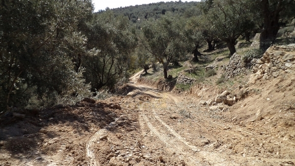 Πωλείται ελαιώνας στον Αύλωνα Λέσβου.