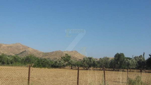 Πωλείται οικόπεδο στην Ερεσό Λέσβου.