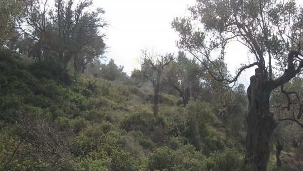 Πωλείται οικόπεδο στα Λουτρά Λέσβου.