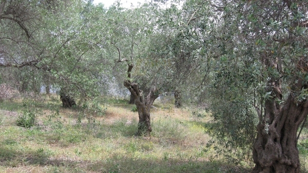 Πωλείται οικόπεδο στον Παππάδο Γέρας Λέσβου.