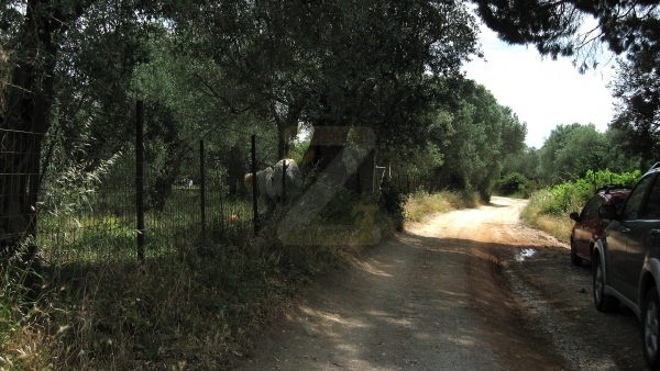 Πωλείται οικόπεδο στον Παππάδο Γέρας Λέσβου.