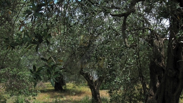 Πωλείται οικόπεδο στον Παππάδο Γέρας Λέσβου.
